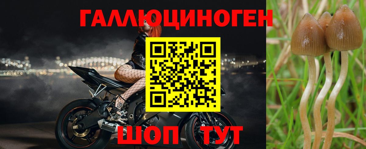 Псилоцибиновые грибы Psilocybine cubensis Славгород